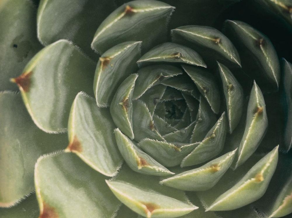 Detalle de vegetación nativa del paisajismo de NÓURA